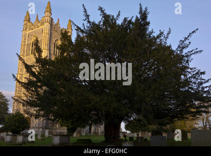 Eibe in Kirchhof Friedhof Stockfoto