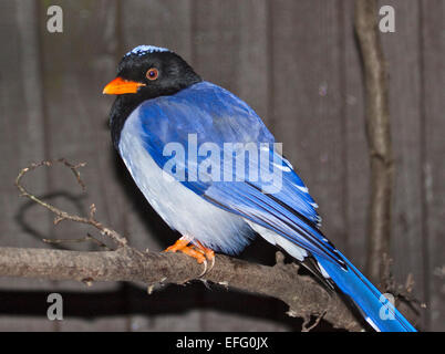 Rot-Billed blaue Elster (Urocissa Erythrorhyncha) Stockfoto