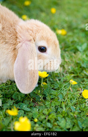 Junge Lop Eared Rabbit auf Rasen mit Butterblumen Stockfoto