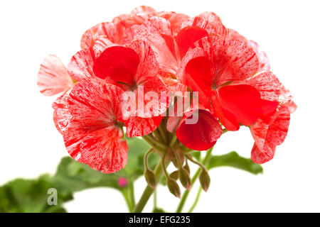 bunte rosa und rot Geranie isoliert auf weiss Stockfoto