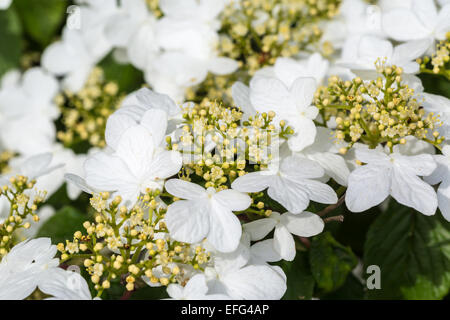 Nahaufnahme von der schönen Doublefile Viburnum botanische Name Viburnum Plicatum var Hornkraut 'Mariesii' Stockfoto