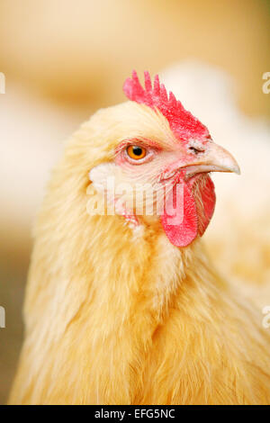 Nahaufnahme Portrait von Free Range buff orpington Hühner Stockfoto