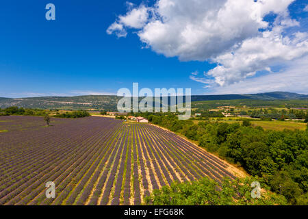 Lavendel-Feld in der Provence, Frankreich. Ansicht von oben. Weitwinkeleinstellung Stockfoto