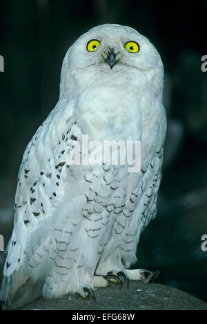 Schnee-Eule (Bubo Scandiacus = Nyctea Scandiaca) weiblich, das weibliche Gefieder ist mehr mit einigen dunklen Streifen ausgeschlossen Stockfoto