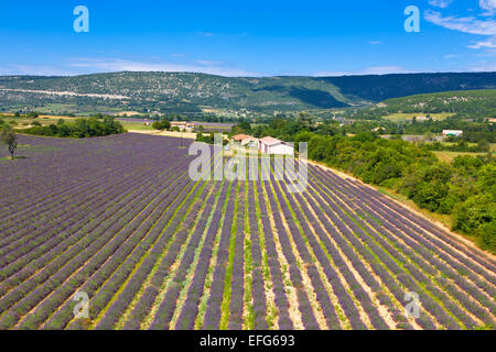 Lavendel-Feld in der Provence, Frankreich. Ansicht von oben. Weitwinkeleinstellung Stockfoto