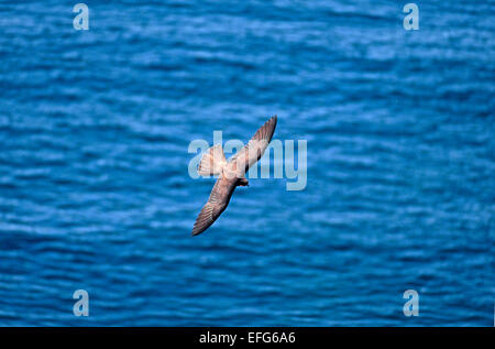 Eleonora von Falke (Falco Eleonorae) im Flug über das Meer Stockfoto