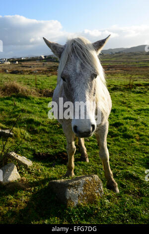 Connemara Pony Himmel Straße Clifden Galway hinterleuchtete Sidelit szenische Irland irische Land Natur Natur Pferd Pferde RM Irland Stockfoto