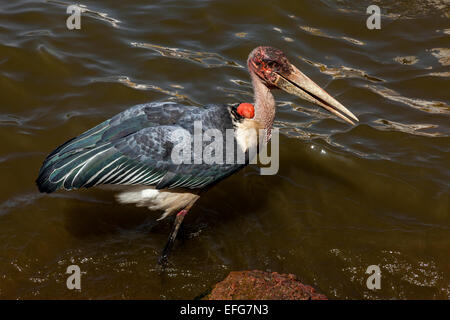 Ein Marabou Storch (Leptoptilos Crumeniferus) See Hawassa, Hawassa, Äthiopien Stockfoto