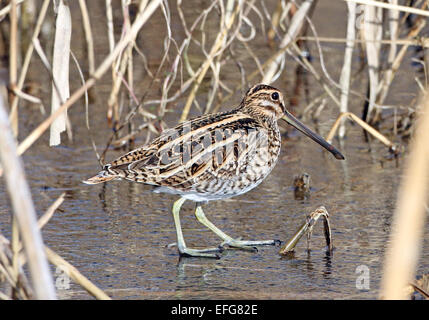 Snipe (Gallinago Gallinago) zu Fuß auf dem Eis Stockfoto