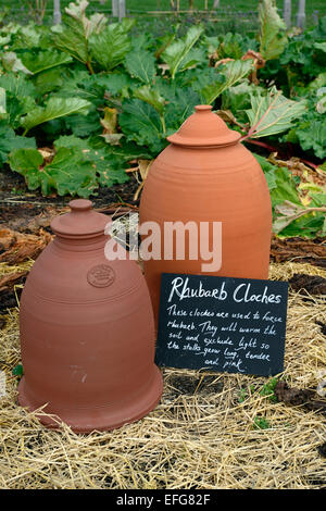 Terrakotta Rhabarber Glocke Cloche Folientunnel schützen Schutztruppe gezwungen zwingen viktorianischen Garten Gartenarbeit RM Floral Stockfoto