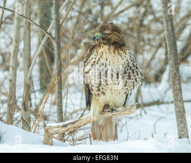 Rot - angebundener Falke thront auf Ast im Winterschnee. Stockfoto