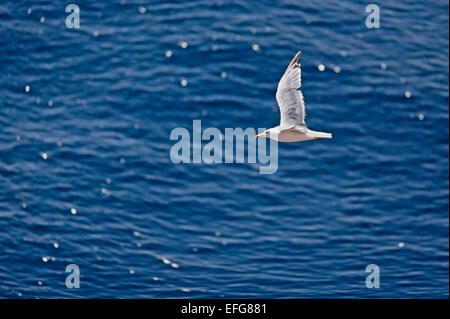 Gelben Beinen Gull (Larus Michahellis) fliegen über das Meer Stockfoto
