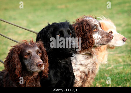 Team von English Springer Spaniel Gewehr Hunde warten gespannt Stockfoto