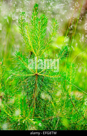 Pine Tree Bäumchen wächst im Wald. Junge Schotten oder schottische Kiefer Pinus Sylvestris in Woodland. Pommern, Polen. Stockfoto