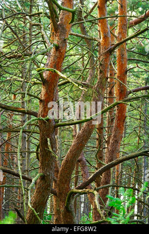 Krumme Scots oder schottische Kiefer Pinus sylvestris Baumstämmen wachsen im Wald. Pommern, Polen. Stockfoto