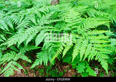 Farnwedel wächst in den Waldboden. Wald Unterholz. Pommern, Polen. Stockfoto