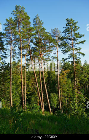 Hohe Scots oder schottischer Kiefer Pinus sylvestris wachsen auf einer Waldlichtung an einem sonnigen Sommertag. Pommern, Polen. Stockfoto