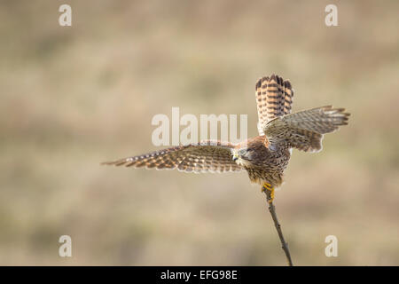 Turmfalken (Falco Tinnunculus) breitet seine Flügel und macht sich fertig zum Abheben von einem Baum. Stockfoto