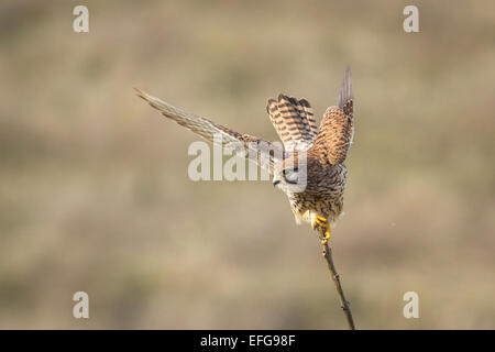 Turmfalken (Falco Tinnunculus) breitet seine Flügel und macht sich fertig zum Abheben von einem Baum. Stockfoto