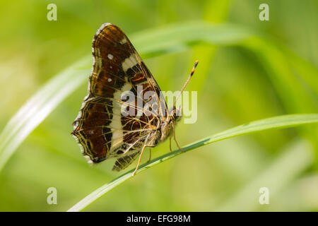 Nahaufnahme von der Kartenansicht Schmetterling (Araschnia Levana) Seite. Stockfoto