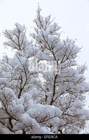 Bäume des Waldes nach einem Schneefall Stockfoto