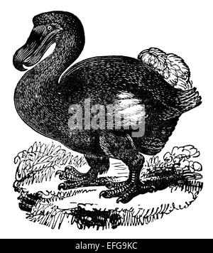 Viktorianische Gravur eines Dodo. Digital restaurierten Bild aus einem Mitte des 19. Jahrhundert Enzyklopädie. Stockfoto