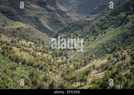 Terrassenförmig angelegten Berghänge La Gomera Kanarische Inseln Spanien westafrikanischen Küste tropisches Paradies Stockfoto