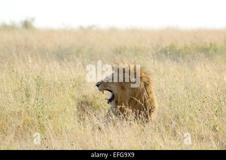 Ein männlicher Löwe Panthera Leo, brüllt zwischen dem Rasen von der Savanne im Serengeti Nationalpark, Tansania Stockfoto