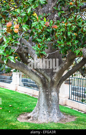 Der königliche Palast Gärten, Aranjuez, Gemeinschaft von Madrid, Spanien, Europa Stockfoto