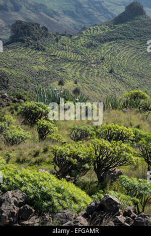 Terrassenförmig angelegten Berghänge La Gomera Kanarische Inseln Spanien westafrikanischen Küste tropisches Paradies Stockfoto