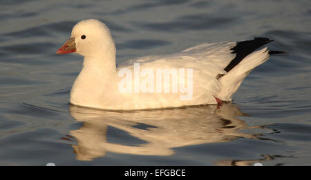 Ein Ross Gans auf ruhigem Wasser reflektiert. Stockfoto