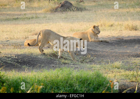Ein Rudel Junge männliche Löwen, Panthera Leo, ruht auf den Schatten eines Baumes in Serengeti Nationalpark, Tansania Stockfoto