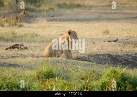 Ein junger männlicher Löwe, Panthera Leo, ruht auf den Schatten eines Baumes in Serengeti Nationalpark, Tansania Stockfoto