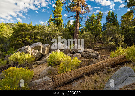 Morgenlicht auf bewaldeten Hügel in Big Bear Kalifornien, USA Stockfoto