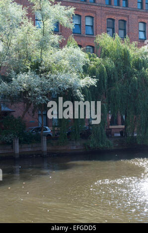 Bäume fangen das Sonnenlicht auf Bridgewater Canal Barbirolli Square, Manchester. Stockfoto