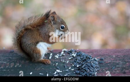 Ein Eichhörnchen besucht und setzt sich Samen zu essen. Stockfoto