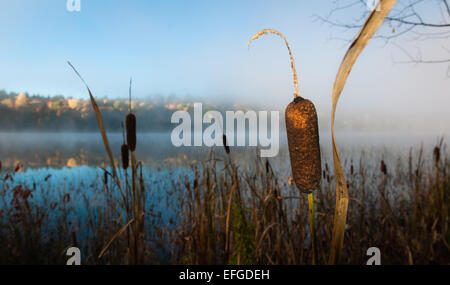 Nebel rollt rund um einen See den ganzen Vormittag. Stockfoto