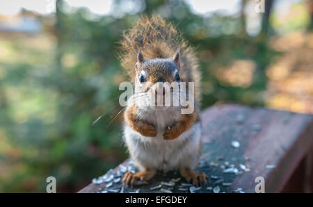 Ein Eichhörnchen besucht und setzt sich Samen zu essen. Stockfoto