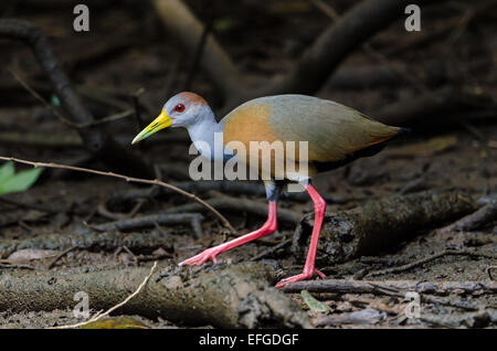 Eine grau-necked Holz-Schiene (Aramide Cajaneus). Belize, Mittelamerika. Stockfoto