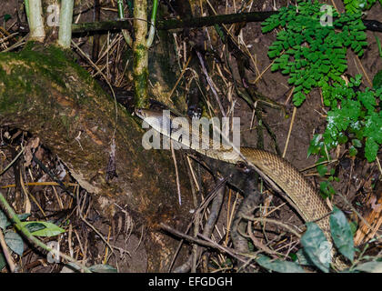 Ein schwarz-angebundene Indigo-Schlange (Drymarchon Melanurus) auf Waldboden. Belize, Mittelamerika. Stockfoto