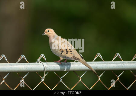 Mourning Dove thront am Zaun. Stockfoto