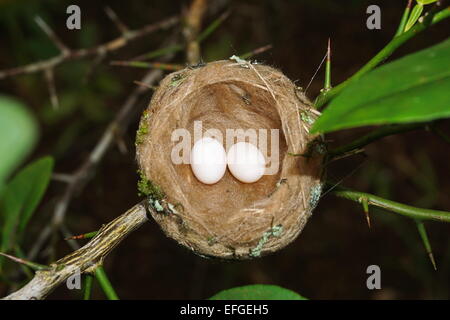 Hummingbird Nest mit zwei Eiern, Panama, Mittelamerika Stockfoto