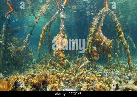 Mangrovewurzeln unter Wasser in der Karibik mit Korallen auf dem Meeresboden, Panama Stockfoto