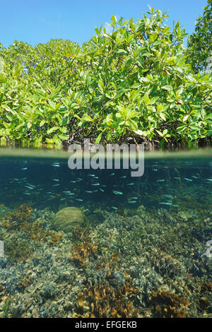Ökosystem Mangrove split-Shot mit Bäumen über dem Wasser und Korallen mit Jungfischen Unterwasser, Karibik Stockfoto