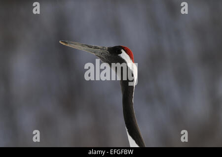 Japanische aka Rot gekrönter Krane auf einem schneebedeckten Feld in der Nähe von Akan auf Hokkaido, Japan Stockfoto