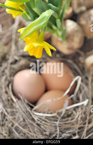 "schließen Sie" auf einer Narzisse über Eiern in einem nest Stockfoto