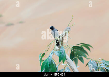 Tierwelt: White brillentragende Bulbul Alias gelb ventilierte Bülbül - "Pycnonotus Xanthopygos". Stockfoto