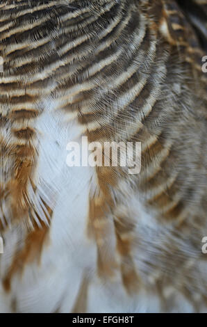 Closeup asiatischen verjährt Owlet Federn Stockfoto