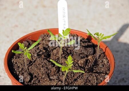 Maskotka Cherry Tomaten Setzlinge in einen Plastiktopf. Stockfoto