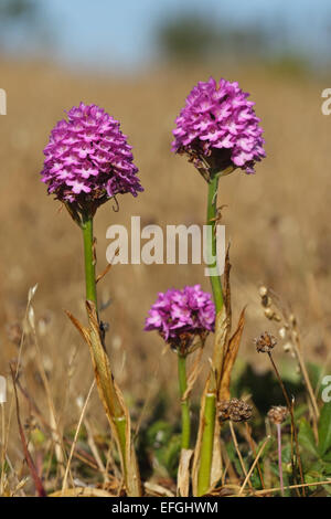 Blühende Pyramiden-Orchidee (Anacamptis Pyramidalis), Gotland Stockfoto